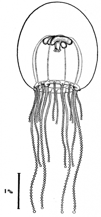 Moerisia carine from Bouillon (1978c)