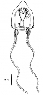 Teissiera medusifera from Bouillon (1978c)