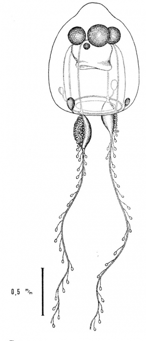 Teissiera medusifera from Bouillon (1978c)