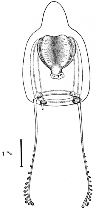 Zancleopsis tentaculata from Bouillon (1978c)