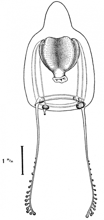 Zancleopsis tentaculata from Bouillon (1978c) Zancleopsis tentaculata from Bouillon (1978c)