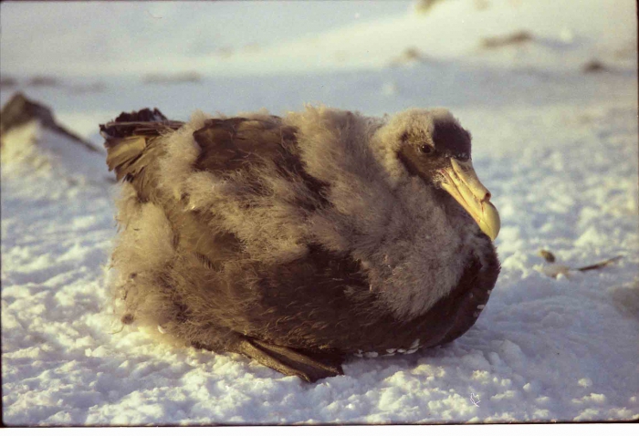 Macronectes giganteus Macronectes giganteus