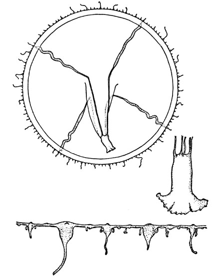 Helgicirrha schulzii from Kramp (1959) Helgicirrha schulzii from Kramp (1959)