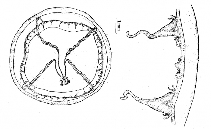 Helgicirrha brevistyla from Xu & Huang (1983) Helgicirrha brevistyla from Xu & Huang (1983)
