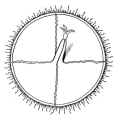 Hydrozoa (hydroids)