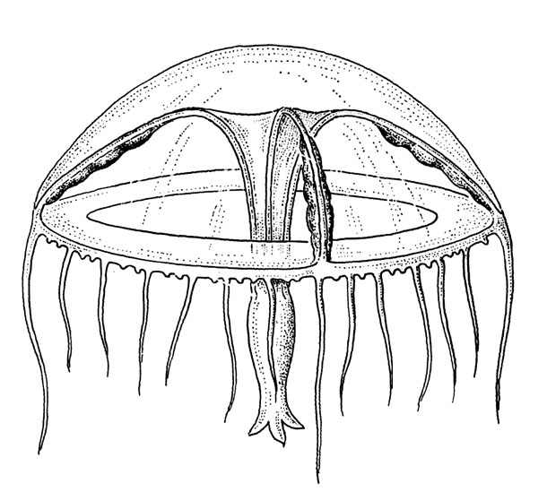 Helgicirrha danduensis from Kramp (1968) Helgicirrha danduensis from Kramp (1968)
