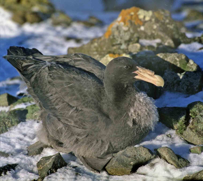 Macronectes giganteus Macronectes giganteus
