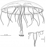 Helgicirrha irregualris from Bouillon et al. (1988)