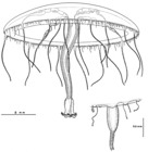 Helgicirrha irregualris from Bouillon et al. (1988)