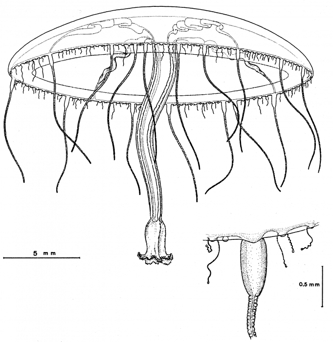 Helgicirrha irregualris from Bouillon et al. (1988)