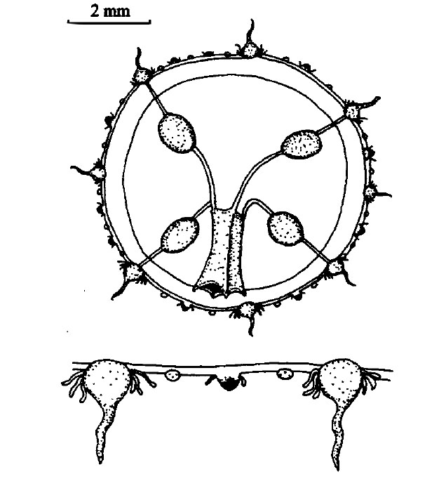 Helgicirrha ovalis from Huang et al (2010) Helgicirrha ovalis from Huang et al (2010)