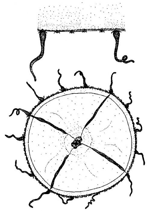 Helgicirrha weaveri from Allwein (1967)