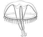 Hydrozoa (hydroids)