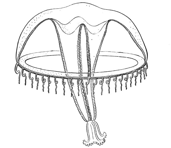Neotima lucullana from Kramp (1959) Neotima lucullana from Kramp (1959)