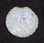 Chromista - Foraminifera (foraminifers)