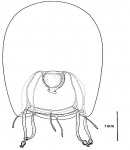 Bythotiara metschnikovii from Bouillon, Boero, Seghers (1988)