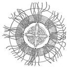 Koellikerina constricta from Menon (1932)