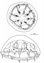 Octocannoides ocellata from Bouillon, Boero, Seghers (1991)