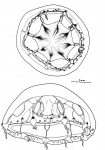 Octocannoides ocellata from Bouillon, Boero, Seghers (1991)