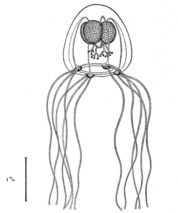 Bougainvillia aurantiaca from Bouillon (1980)