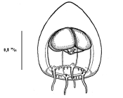 Halitiarella ocellata from Bouillon (1980)