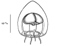 Hydrozoa (hydroids)