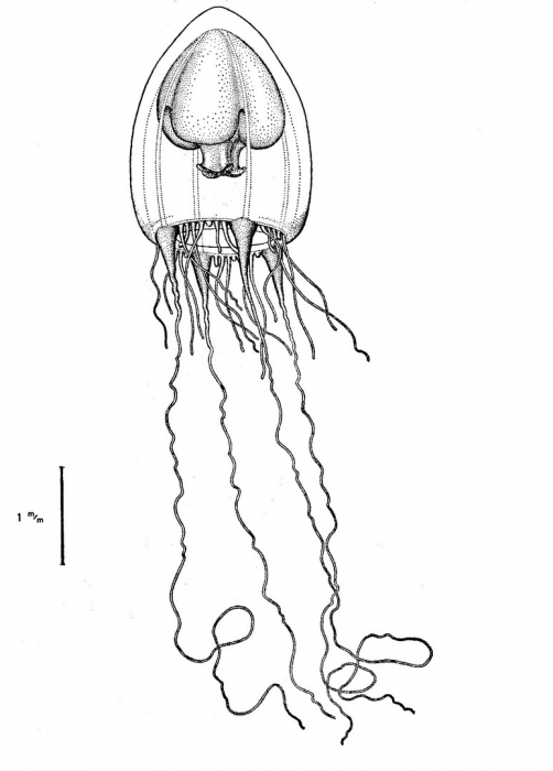 Halitiara inflexa from Bouillon (1980)