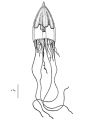 Hydrozoa (hydroids)