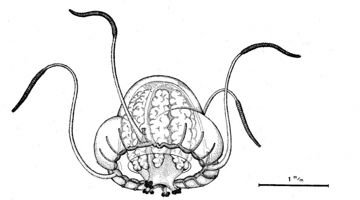 Hansiella fragilis from Bouillon (1980)