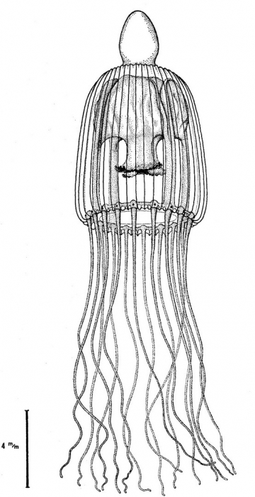 Janiopsis costata from Bouillon (1980) Janiopsis costata from Bouillon (1980)