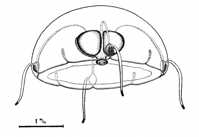 Kantiella enigmatica from Bouillon (1978b) Kantiella enigmatica from Bouillon (1978b)