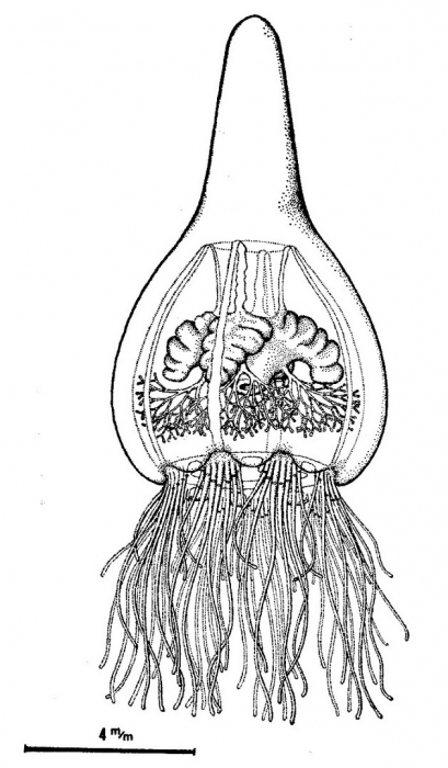 Koellikerina ornata from Bouillon (1980)