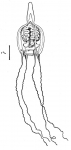 Hydrozoa (hydroids)