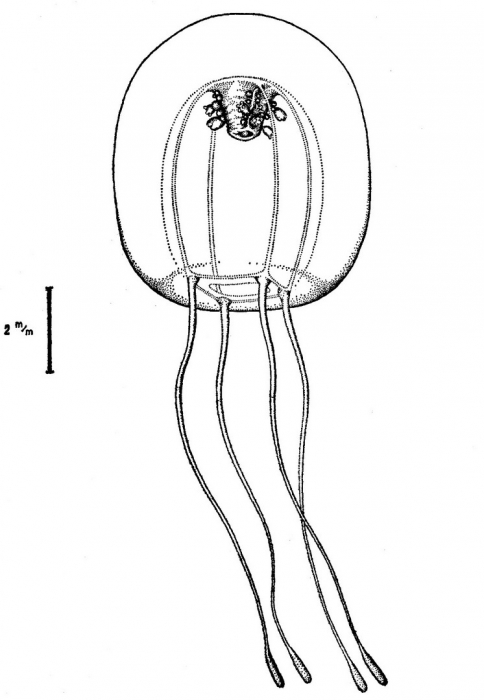 Pseudotiara tropica from Bouillon (1980)