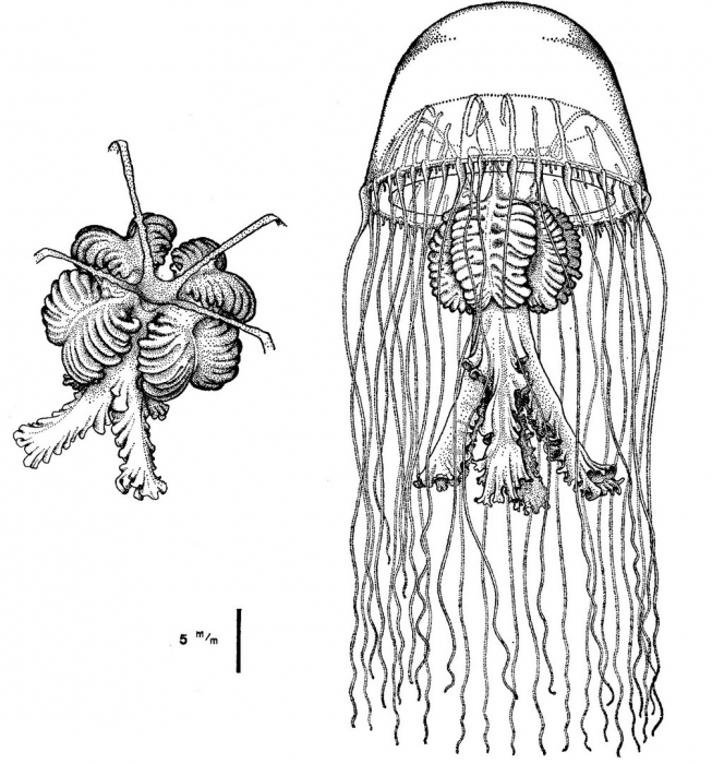 Timoides agassizii from Bouillon (1980)