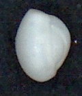 Triloculina trigonula (Lamarck,1804) Zanzibar