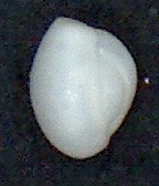 Triloculina trigonula (Lamarck,1804) Zanzibar