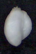 Triloculina trigonula (Lamarck,1804)  Zanzibar