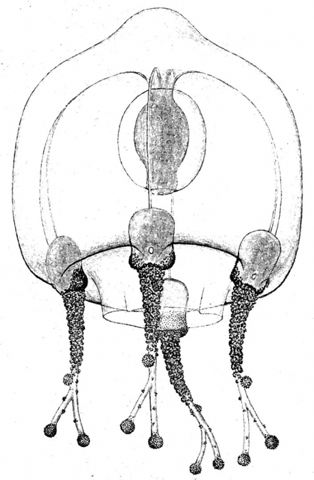 Cladosarsia minima from Bouillon (1978a)