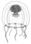 Hydrozoa (hydroids)