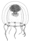 Paracytaeis octona from Bouillon (1978a)