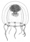Paracytaeis octona from Bouillon (1978a)