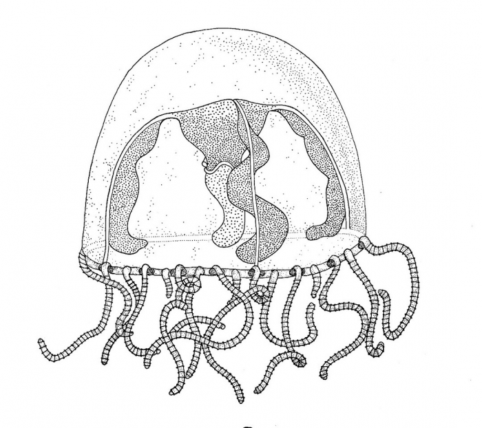 Gossea indica from Bouillon (1978a) Gossea indica from Bouillon (1978a)