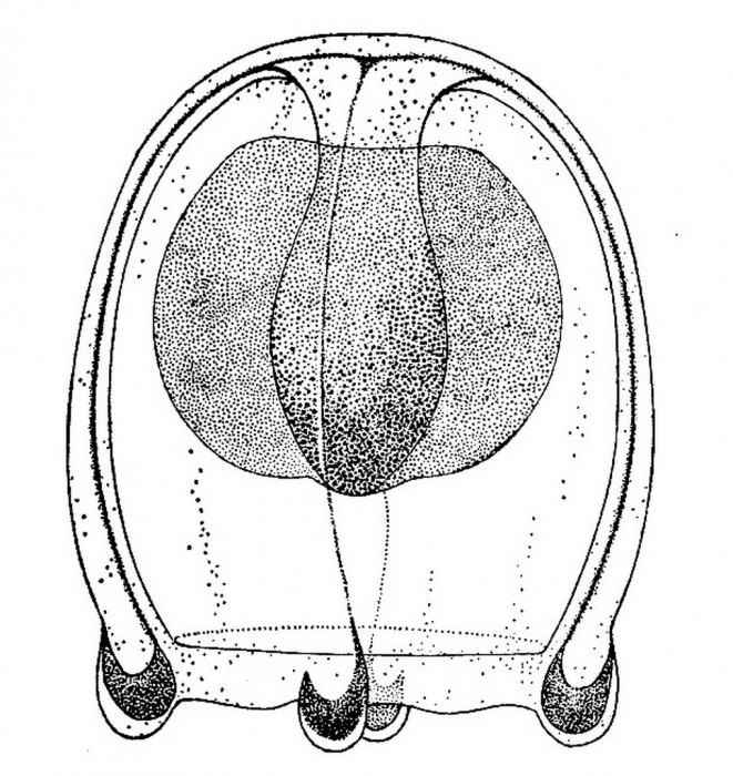 Halocoryne epizoica medusoid from Bouillon (1974) Halocoryne epizoica medusoid from Bouillon (1974)