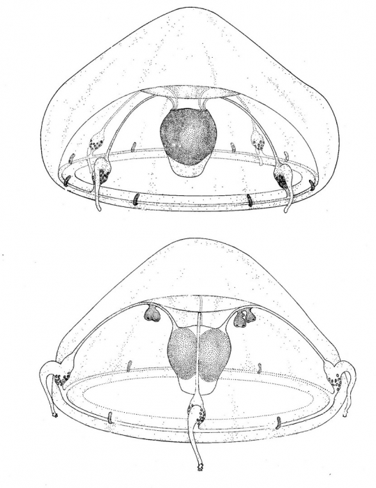 Kantiella enigmatatica from Bouillon (1978a)