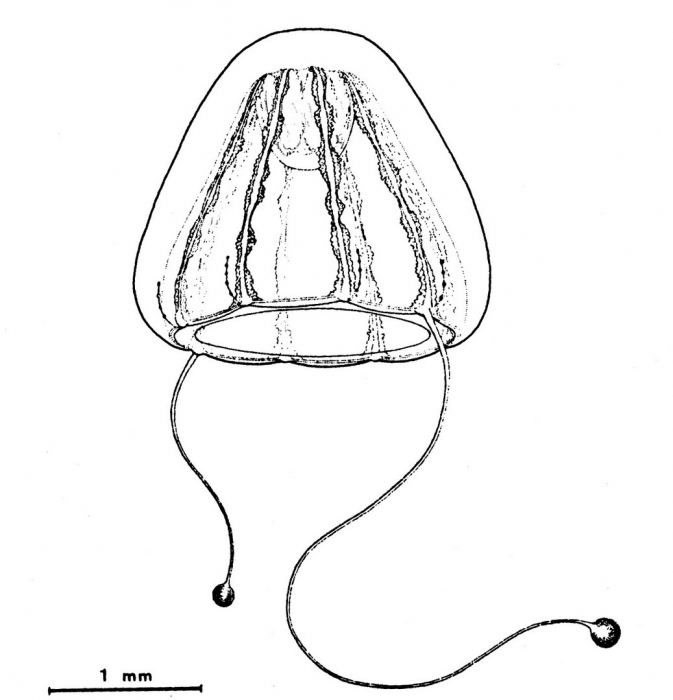 Porpita porpita medusa from Bouillon (1978d) Porpita porpita medusa from Bouillon (1978d)