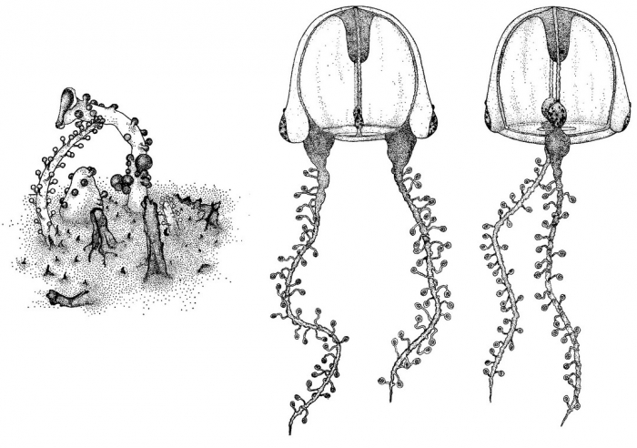 Teissiera milleporoides from Bouillon (1974) Teissiera milleporoides from Bouillon (1974)