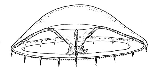 Phialopsis diegensis from Kramp (1968) Phialopsis diegensis from Kramp (1968)