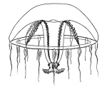 Hydrozoa (hydroids)