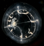 Tima bairdii, diameter 3 cm,  Norway 2015